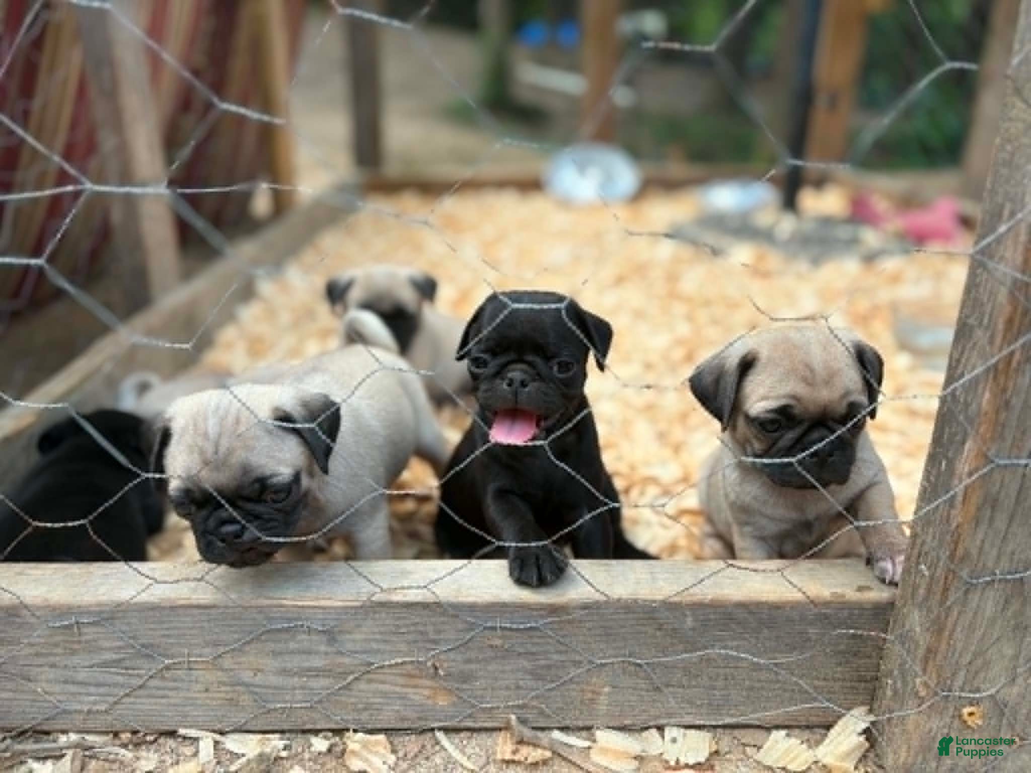Pug dogs Mimosa - Ad 4