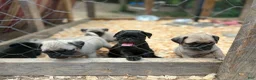 Pug dogs for sale: Mimosa - Ad 1