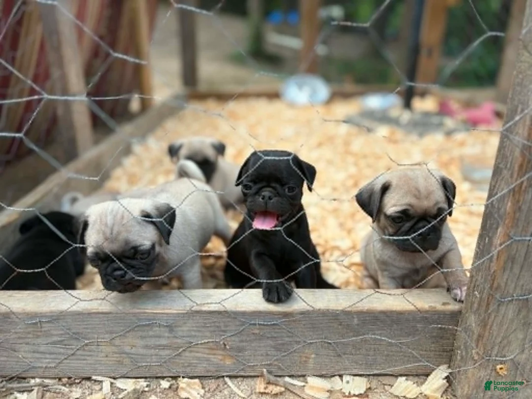 Pug dogs for sale: Mimosa - Ad 1