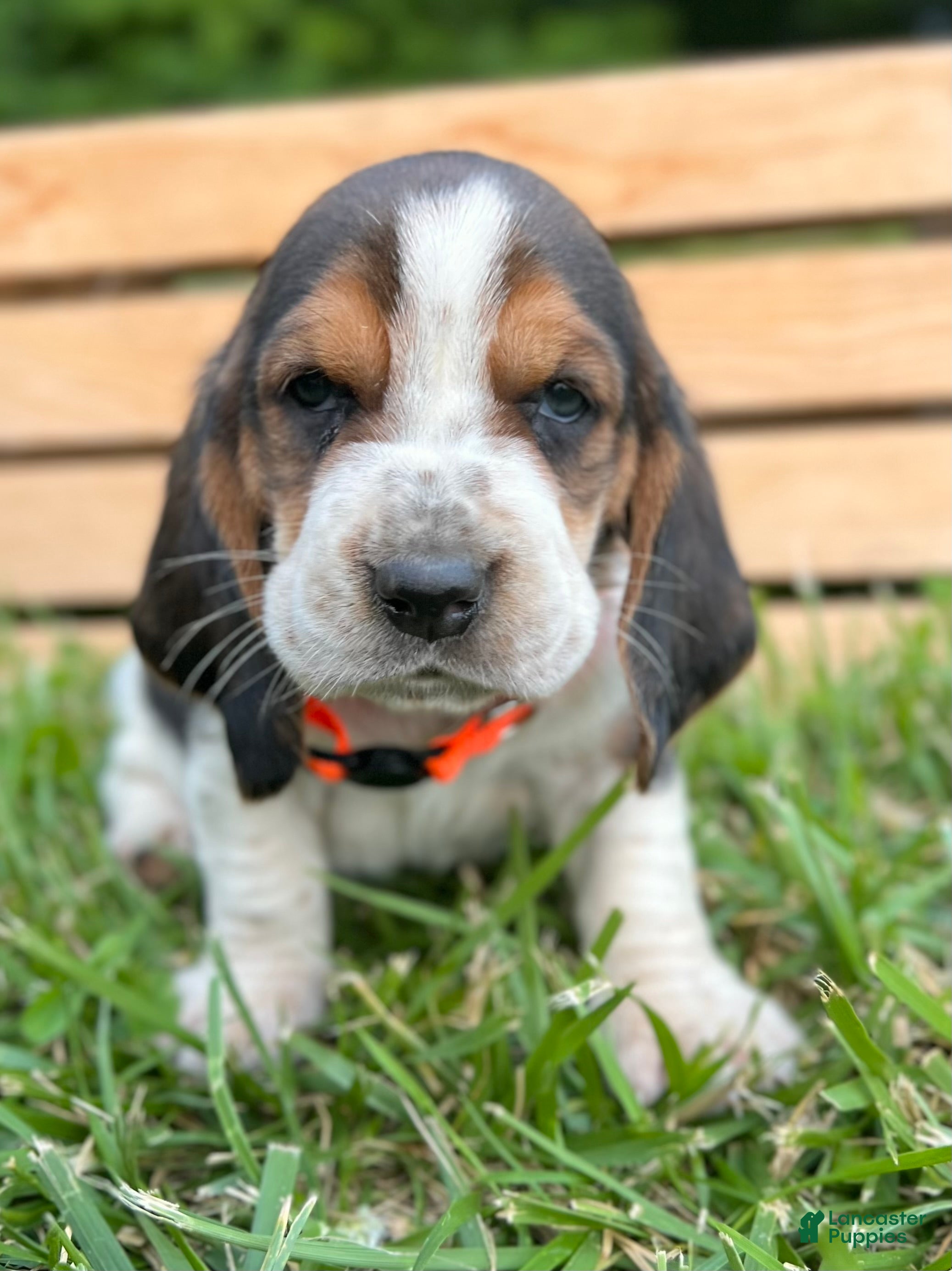 Basset Hound dogs Arnold - Ad 1
