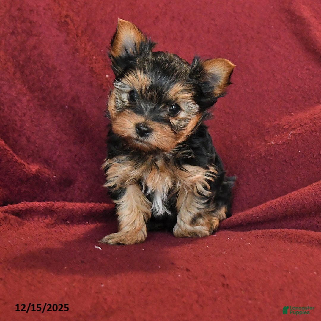 Yorkshire Terrier dogs for sale: Jonny - Ad 4