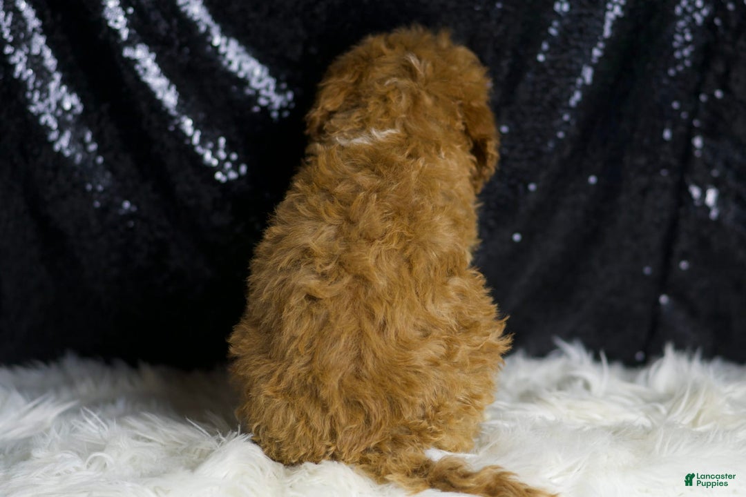 Mini Goldendoodle dogs for sale: Amber - Ad 2