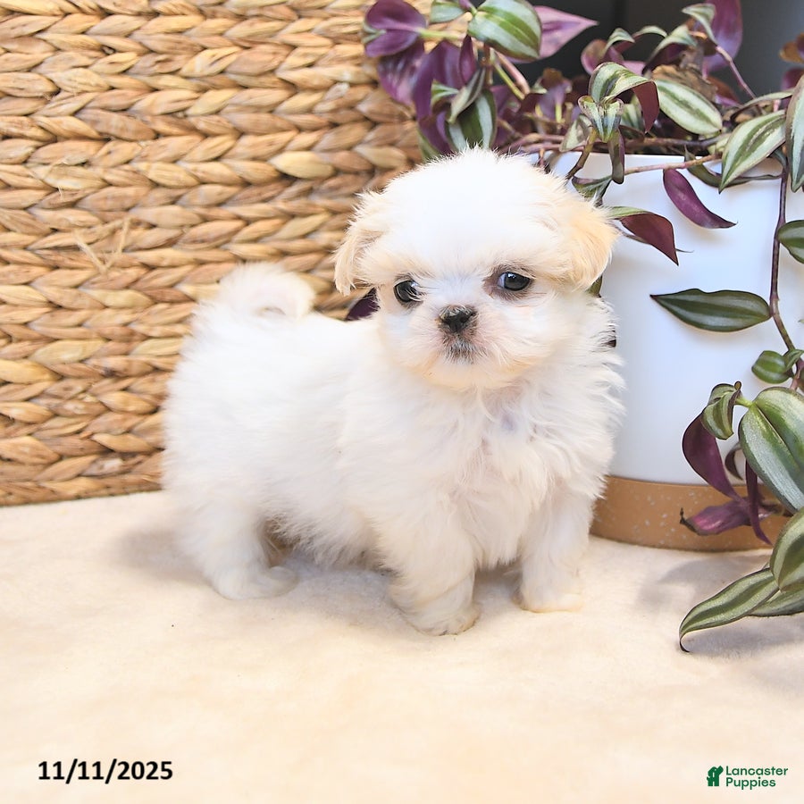 Shih Tzu dogs Hero - Ad 41