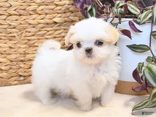 Shih Tzu dogs Hero - Ad 40