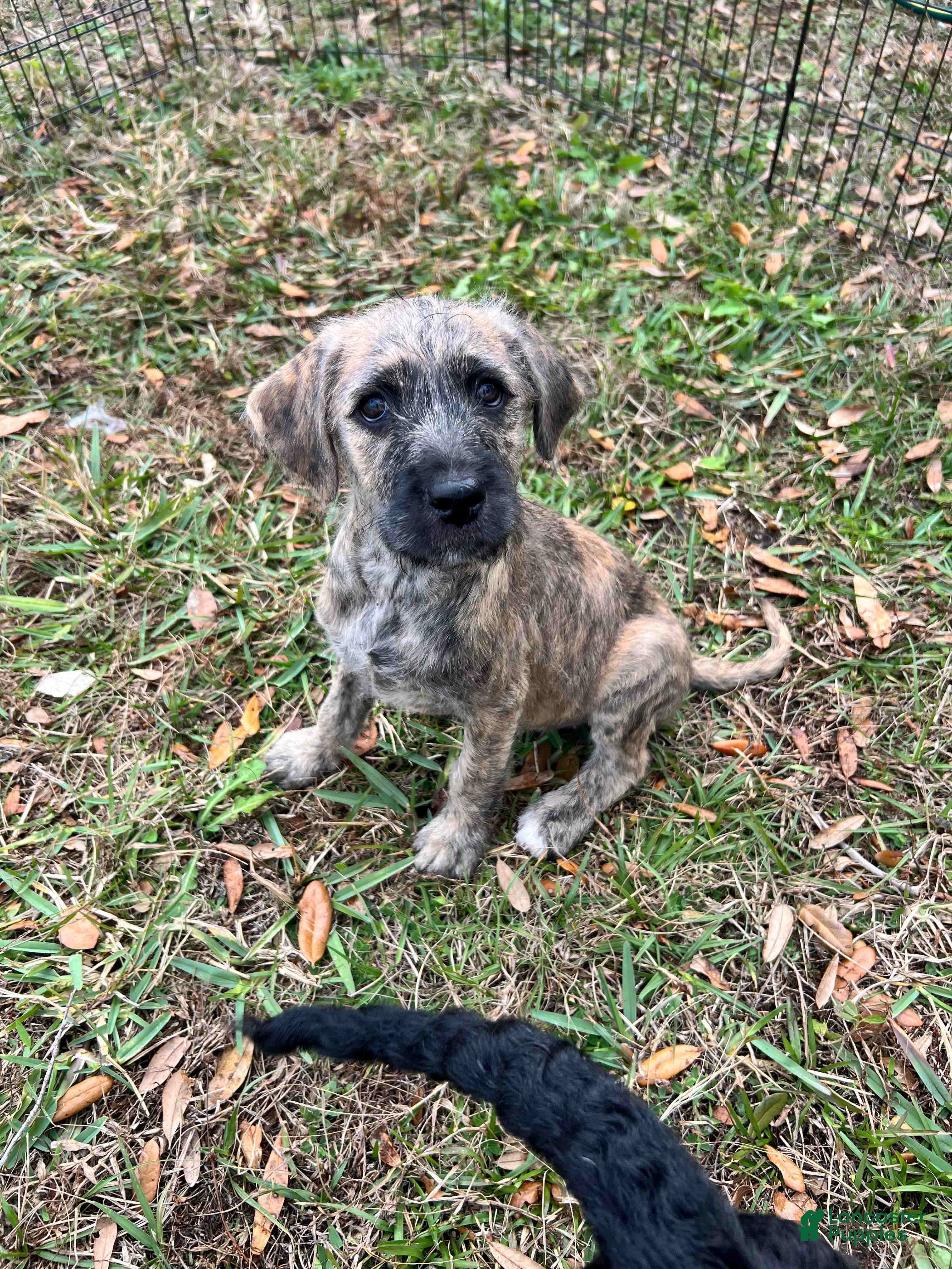 Mixed Breed dogs Peanut - Ad 1