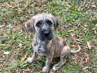 Mixed Breed dogs for sale: Peanut - Ad 1