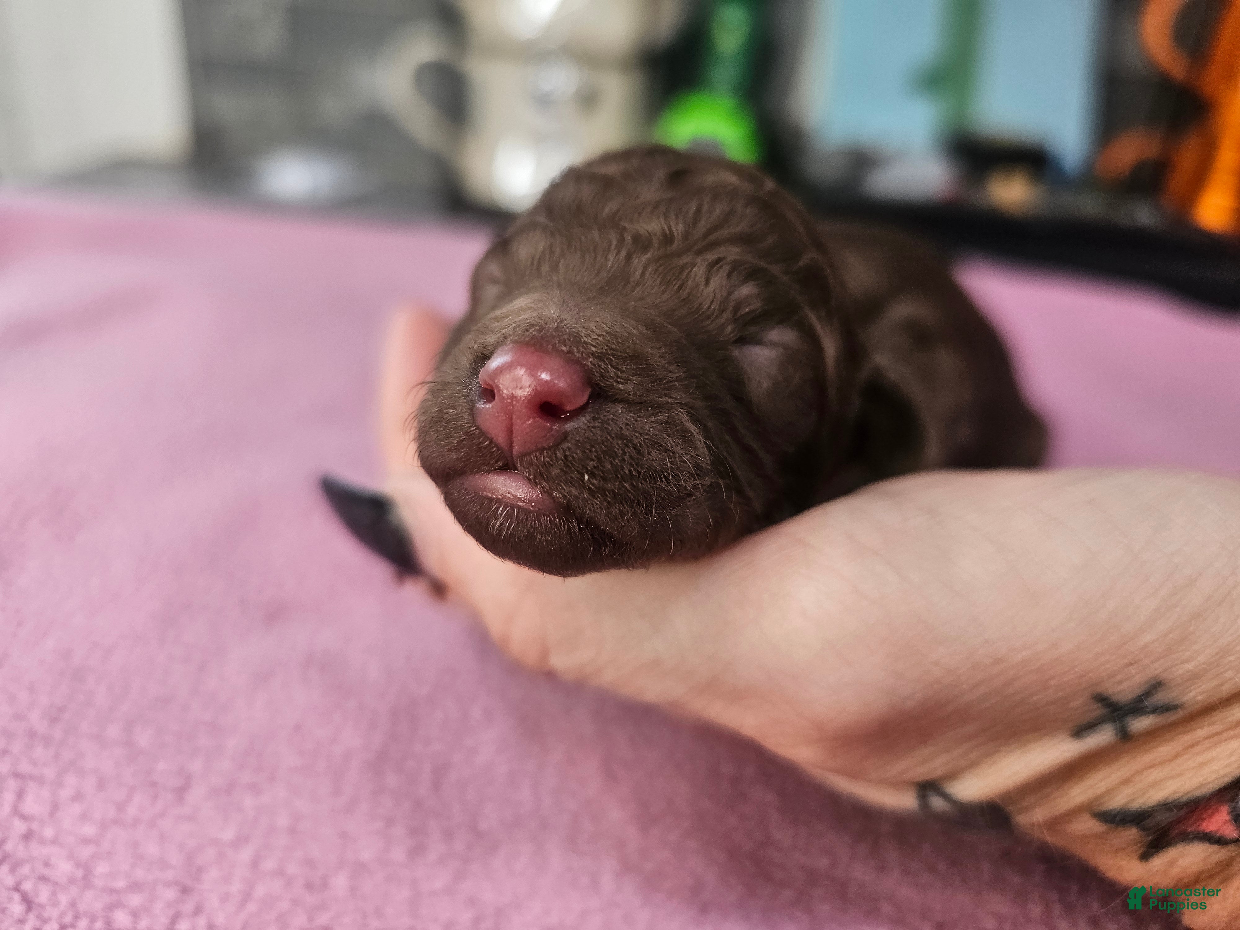 Standard Poodle dogs Jim Halpert - Ad 1