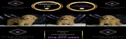 Mini Goldendoodle dogs for sale: Marvel - Ad 5