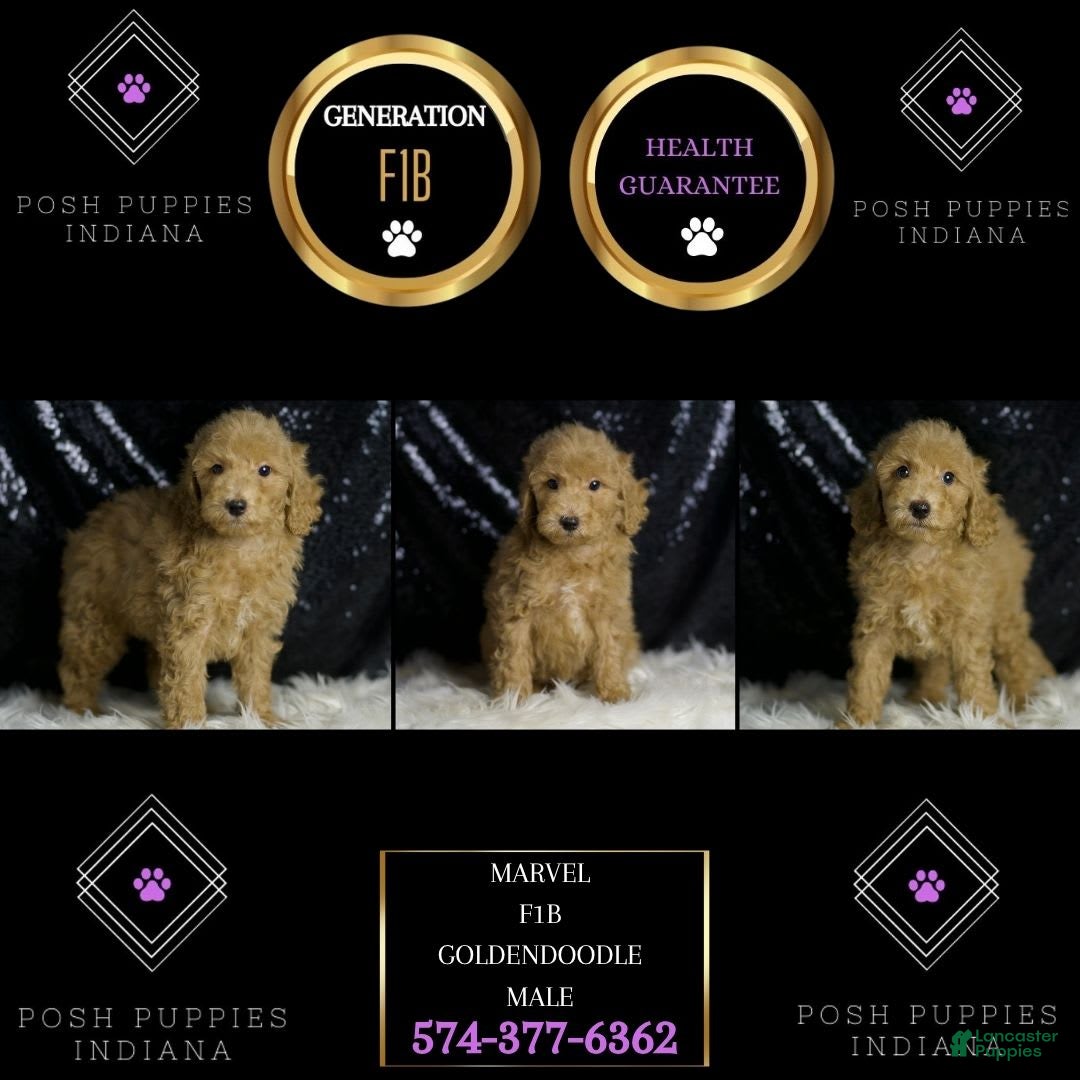 Mini Goldendoodle dogs for sale: Marvel - Ad 5