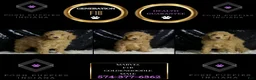 Mini Goldendoodle dogs for sale: Marvel - Ad 3