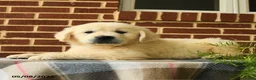 Golden Retriever dogs for sale: Pedro - Ad 5