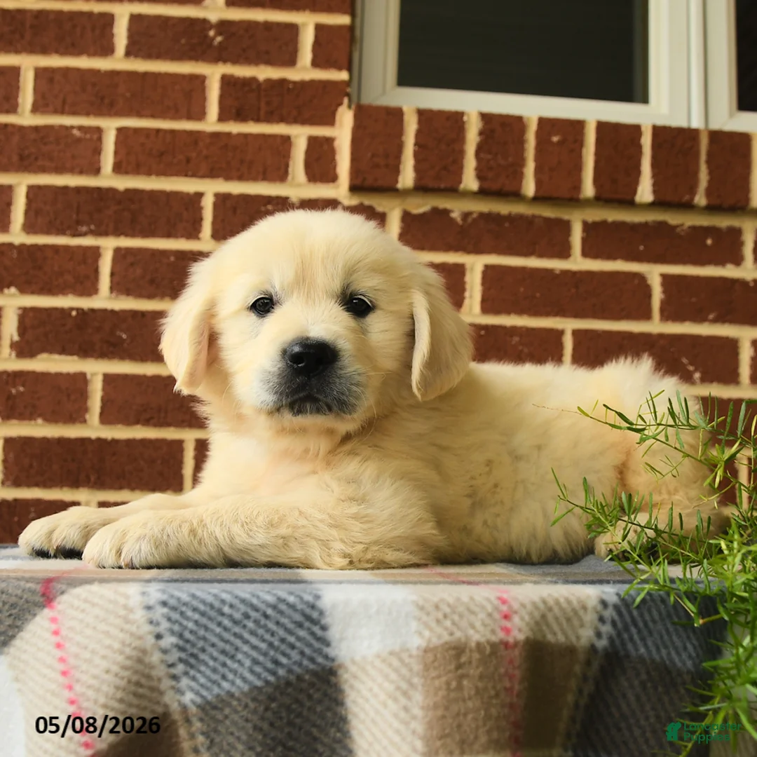 Golden Retriever dogs for sale: Pedro - Ad 5