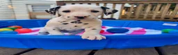 Dalmatian dogs for sale: Dalmatian 9 - Ad 11