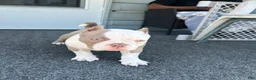 American Bully dogs for sale: American Bully 1 - Ad 1