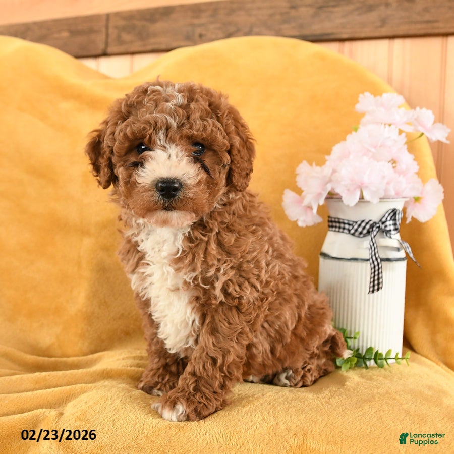 Cavapoo dogs Crash - Ad 1