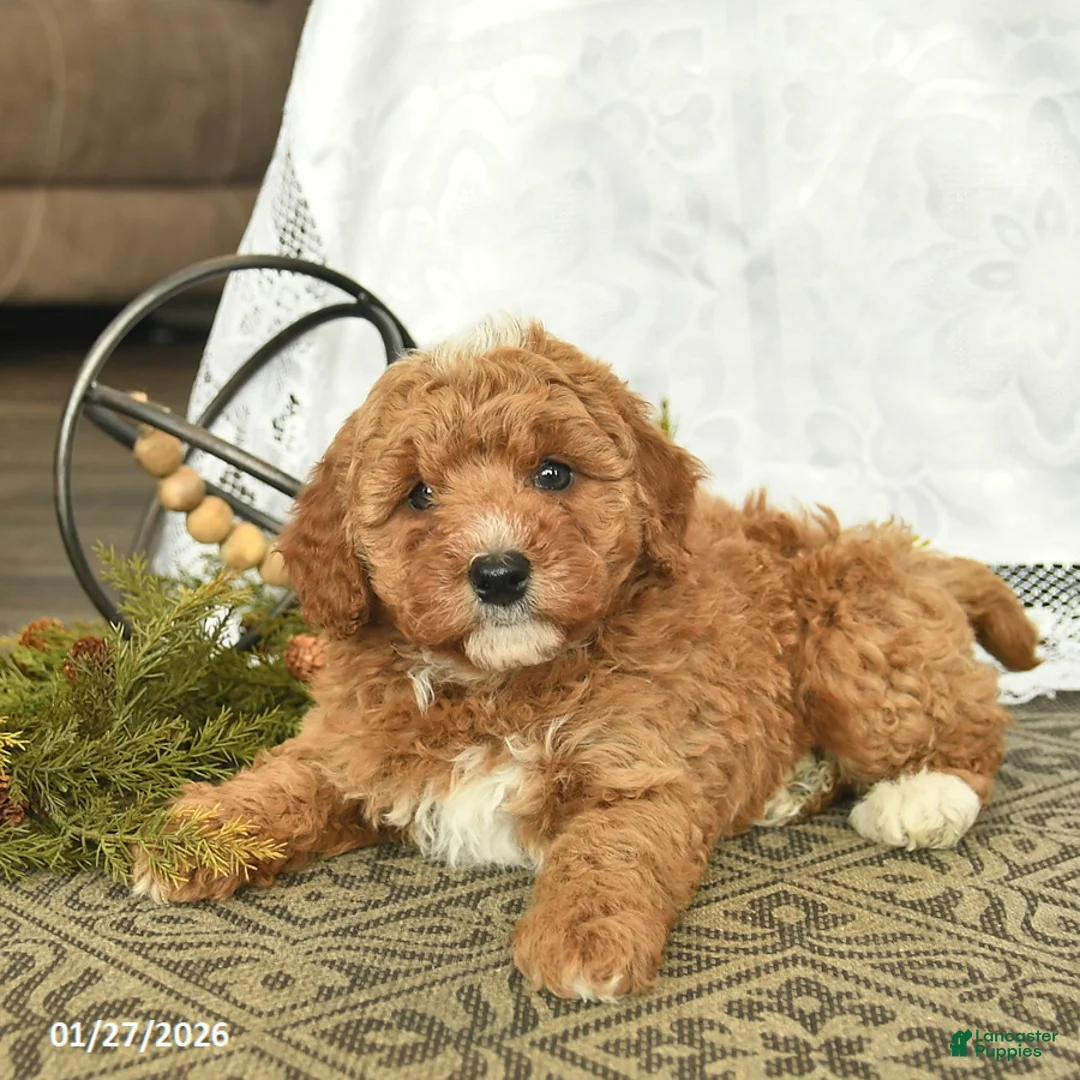 Miniature Poodle dogs for sale: Chuck  - Ad 3
