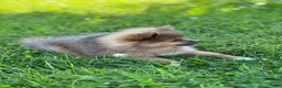 Pomeranian dogs for sale: Ruby - Ad 18