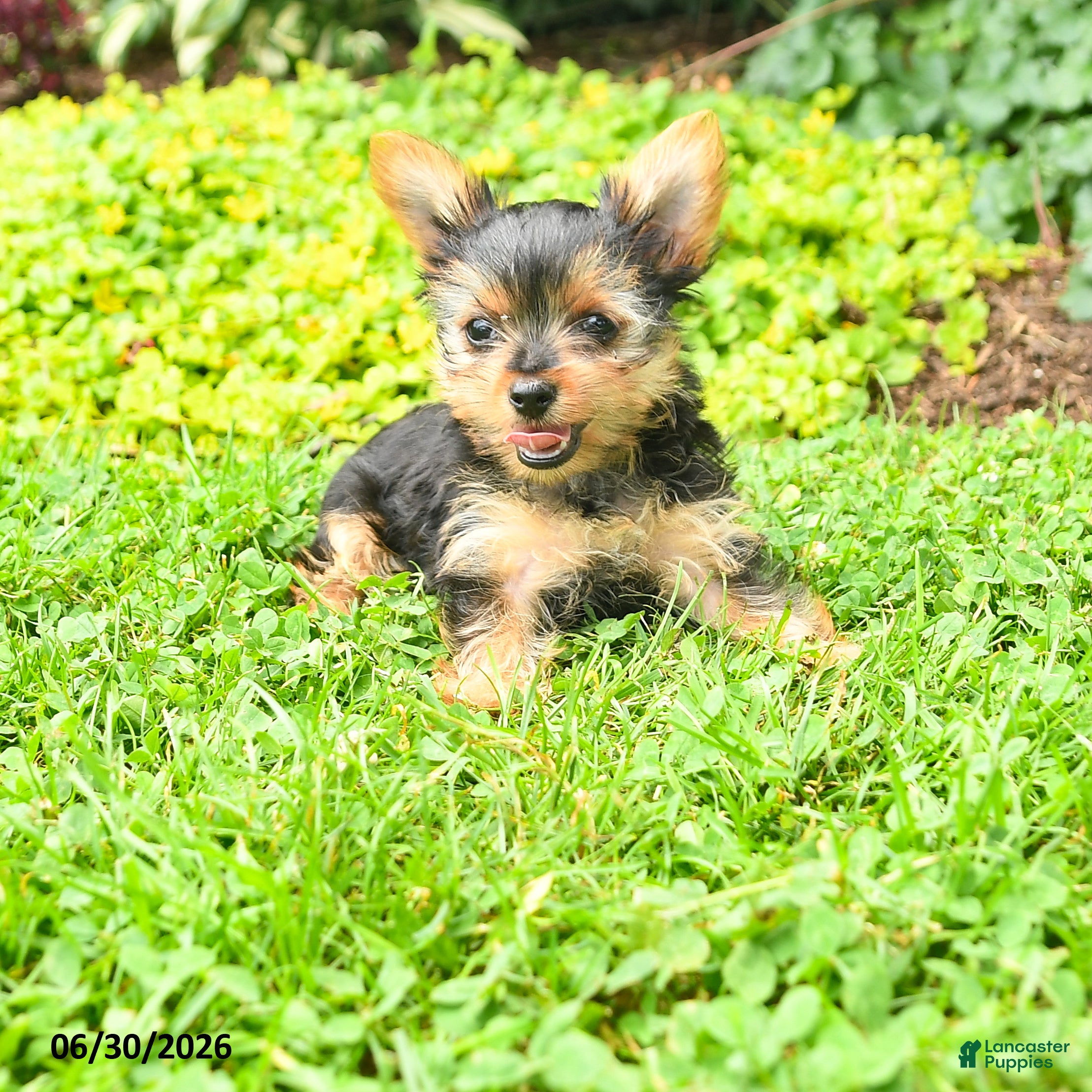 Yorkshire Terrier dogs Beauty - Ad 1