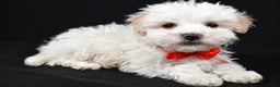 Maltipoo dogs for sale: Valen - Ad 2