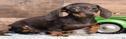 Miniature Dachshund dogs for sale: Billy black/tan smoothcoat with brindle markings - Ad 1