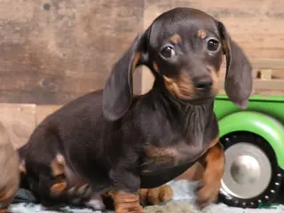 Miniature Dachshund dogs Billy black/tan smoothcoat with brindle markings - Ad 7