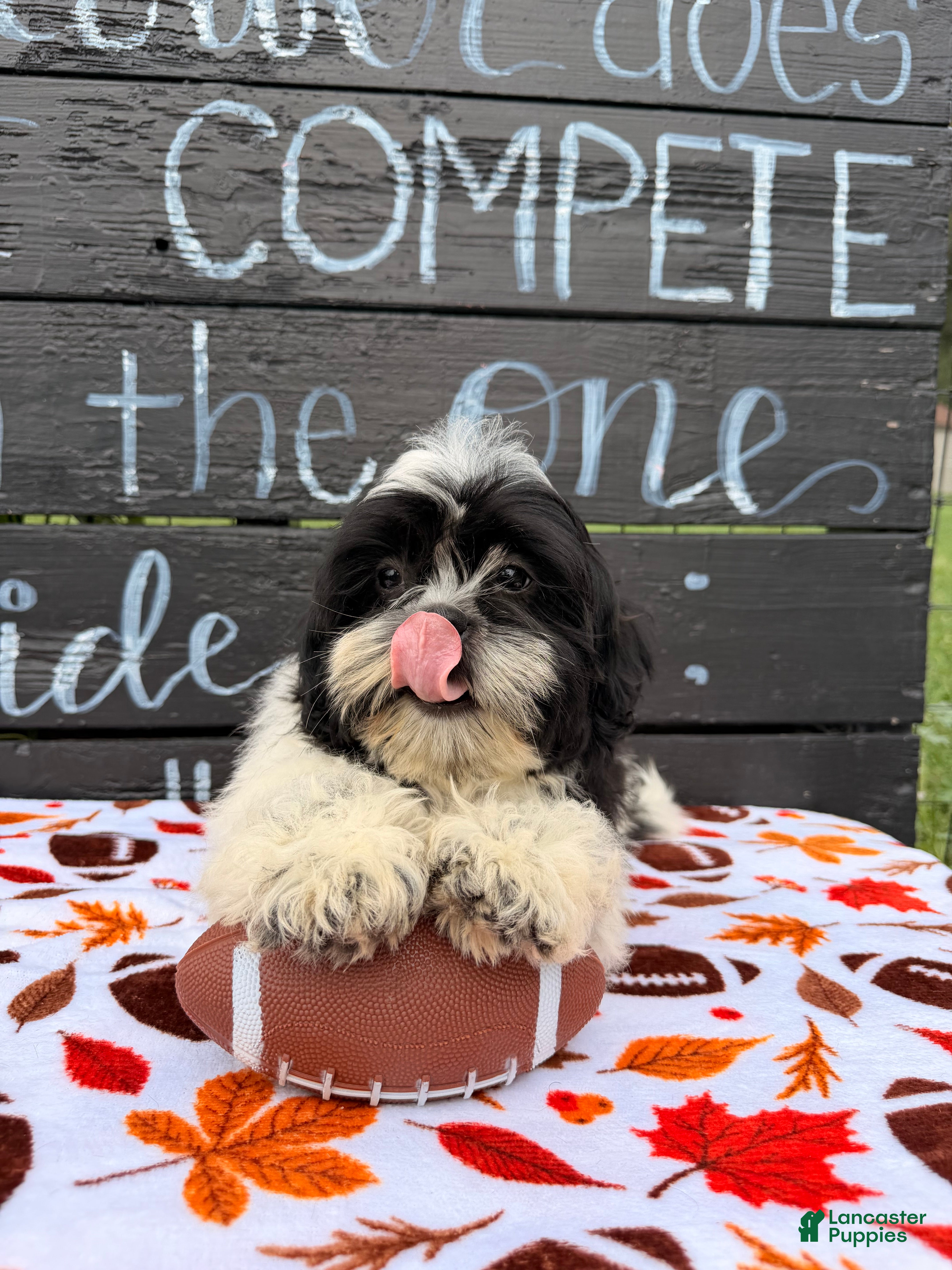 Shih Tzu
