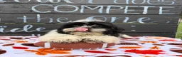 Shih Tzu dogs for sale: Shane Shih Tzu  - Ad 6