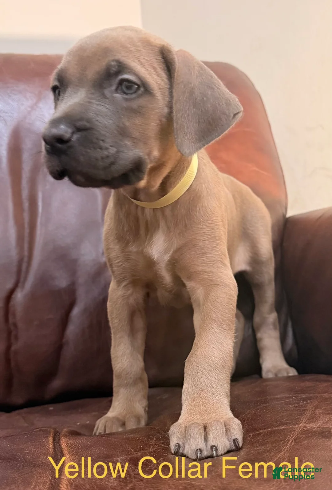 Cane Corso dogs for sale: Cane Corso F Puppy Yellow Collar  - Ad 4