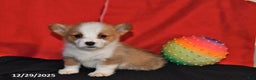 Welsh Corgi Pembroke dogs for sale: Corabelle - Ad 4