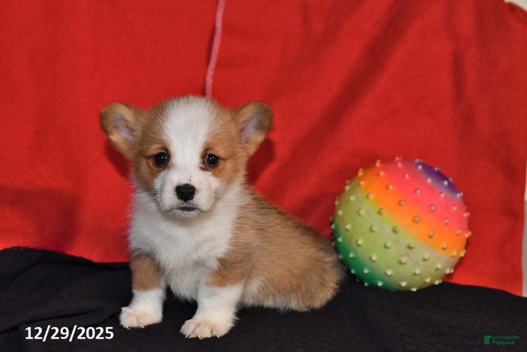 Welsh Corgi Pembroke dogs for sale: Corabelle - Ad 4