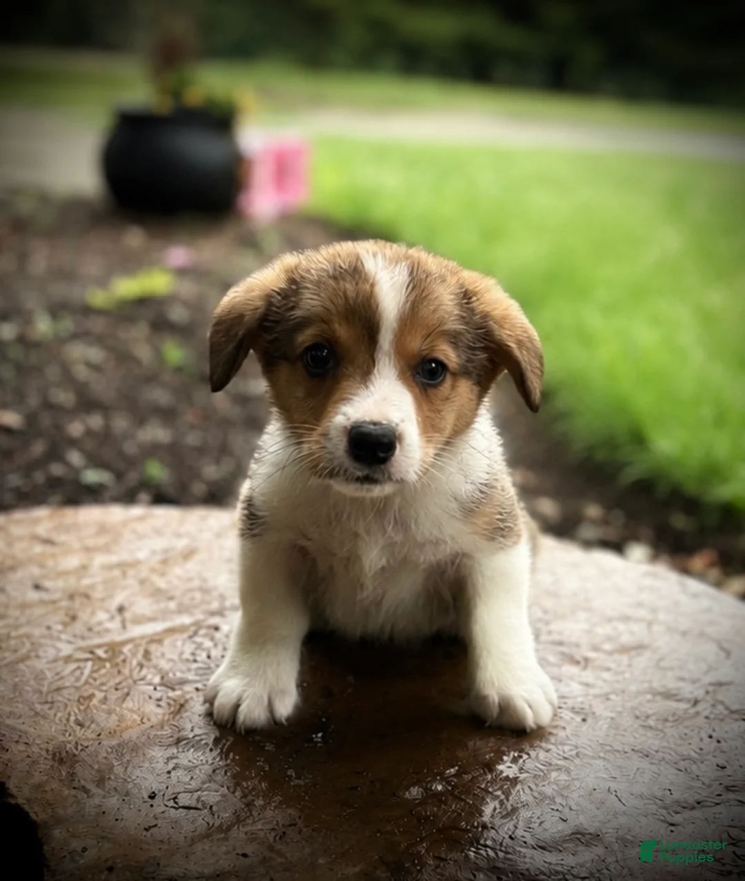 Welsh Corgi Pembroke dogs for sale: Bjorn - Ad 1
