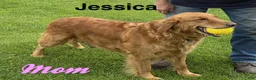 Golden Retriever dogs for sale: Rover - Ad 7