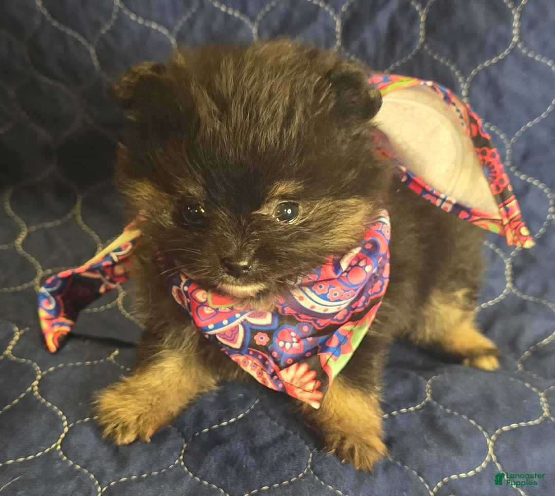 Pomeranian dogs for sale: Black & Tan girl -dark - Ad 2