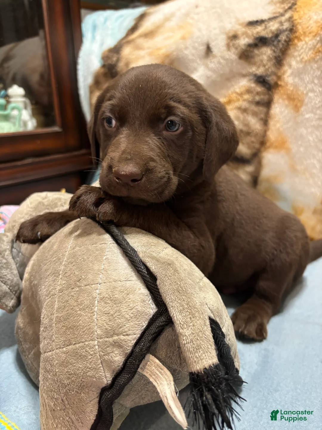 Labrador Retriever dogs for sale: Charley  - Ad 1