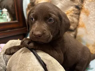 Labrador Retriever dogs for sale: Charley - Ad 2