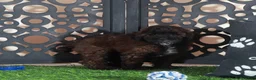 Miniature Poodle dogs for sale: Rolo Rich Chocolate/Carmel Colored Poodle Puppy - Ad 5
