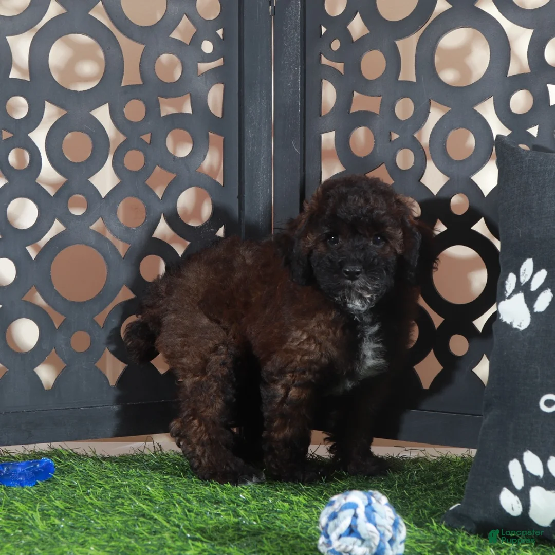 Miniature Poodle dogs for sale: Rolo Rich Chocolate/Carmel Colored Poodle Puppy - Ad 5