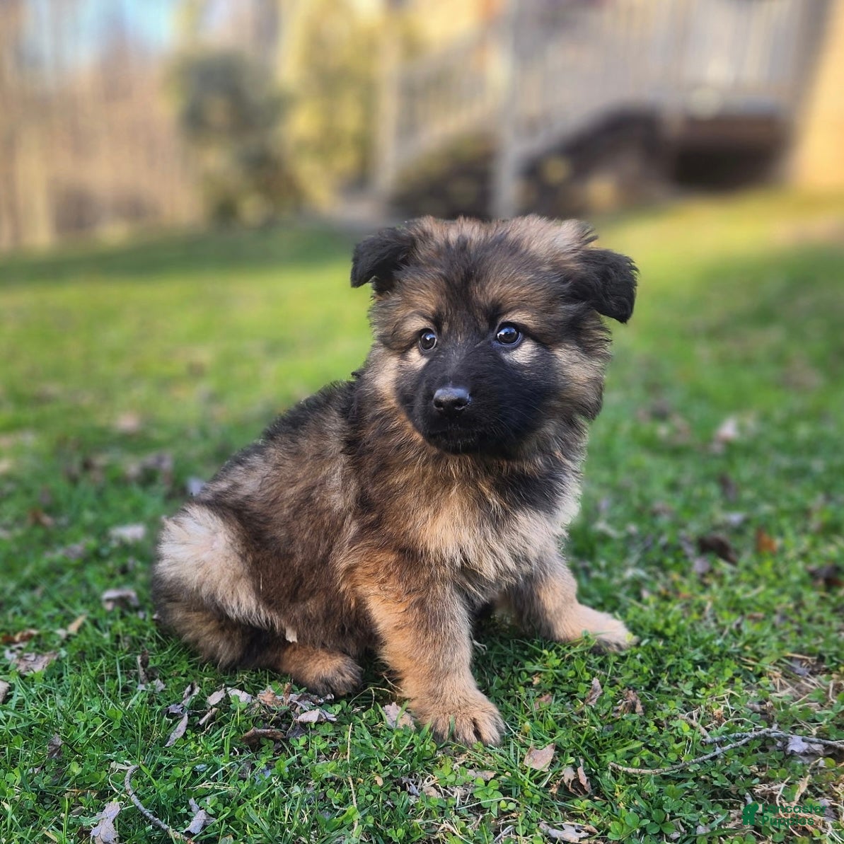 German Shepherd dogs THALIA - Ad 1