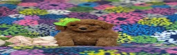 Miniature Poodle dogs for sale: Tarynn - Ad 1
