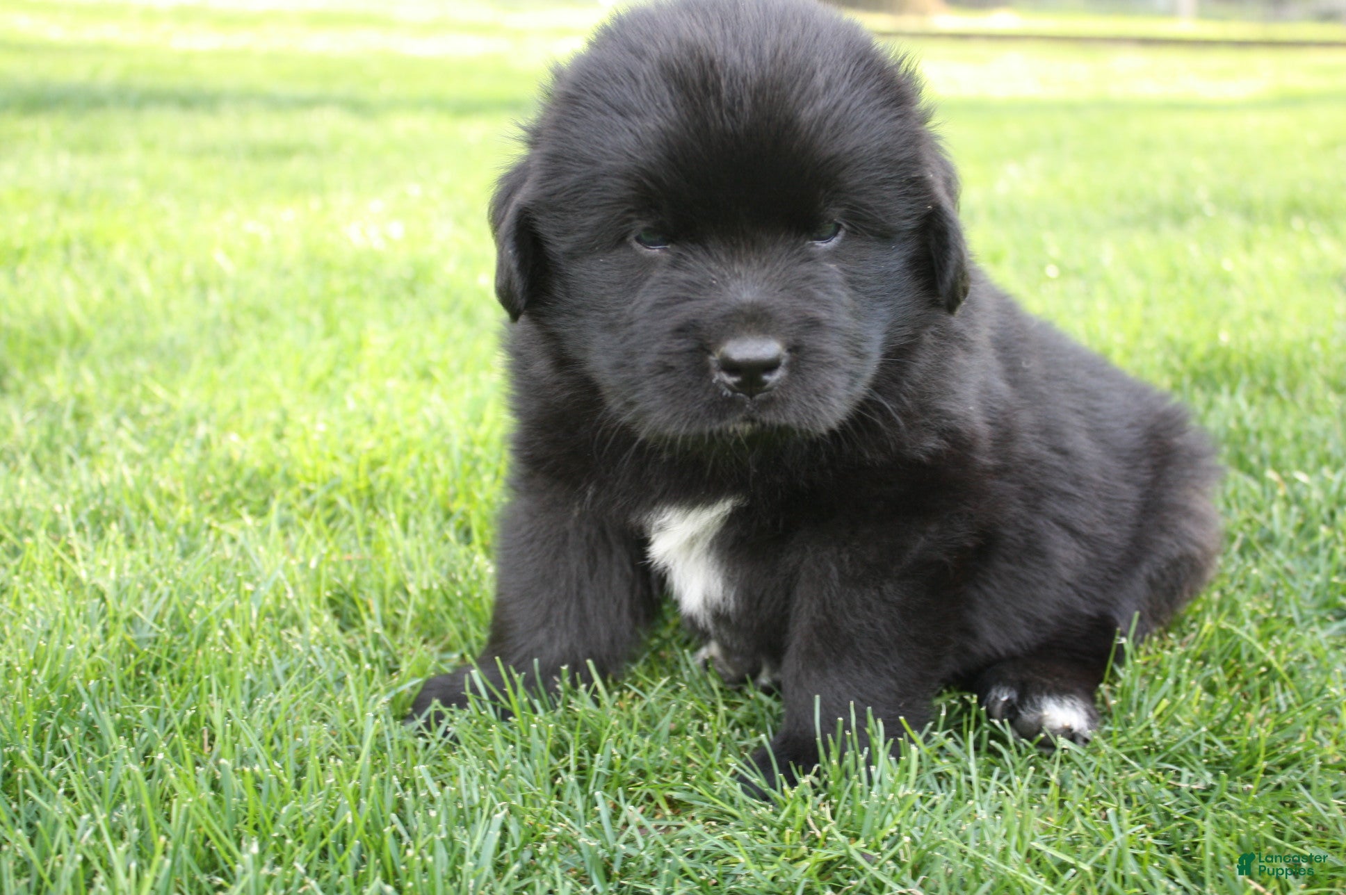 Newfoundland dogs Bear - Ad 2