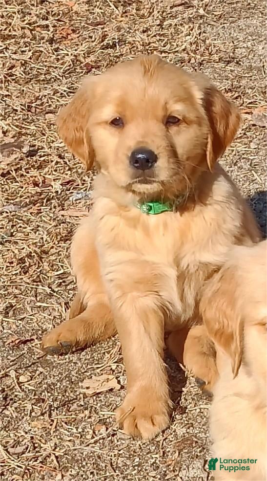 Golden Retriever dogs Golden Retriever Puppy Green Girl - Ad 1