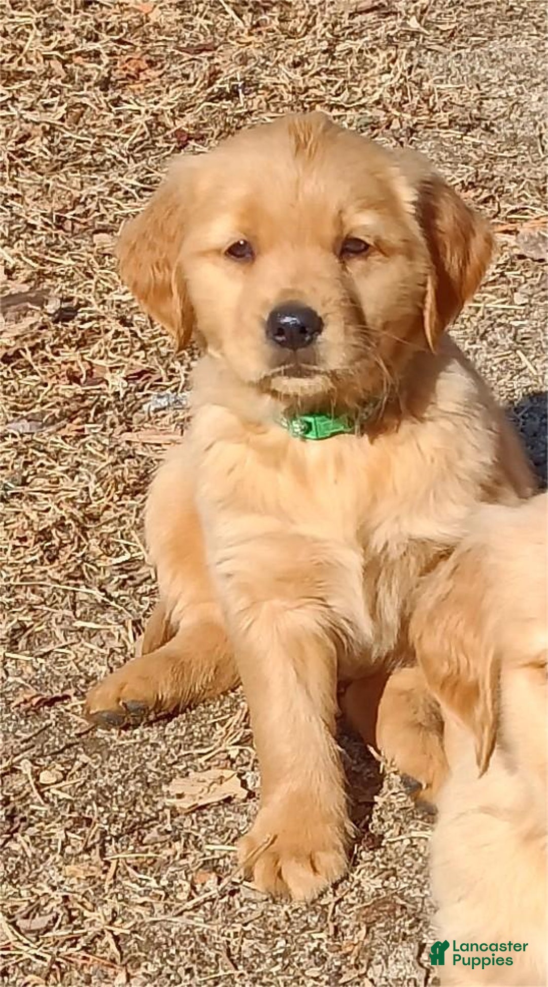 Golden Retriever dogs for sale: Golden Retriever Puppy Green Girl - Ad 1