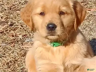 Golden Retriever dogs Golden Retriever Puppy Green Girl - Ad 28