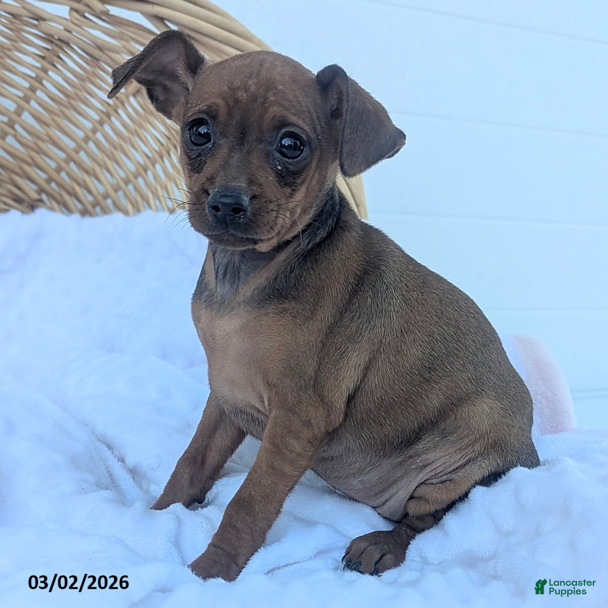 Miniature Pinscher dogs Mindy - Ad 1