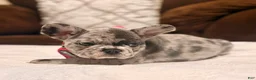 French Bulldog dogs for sale: 4 - Blue Merle Female - Ad 3