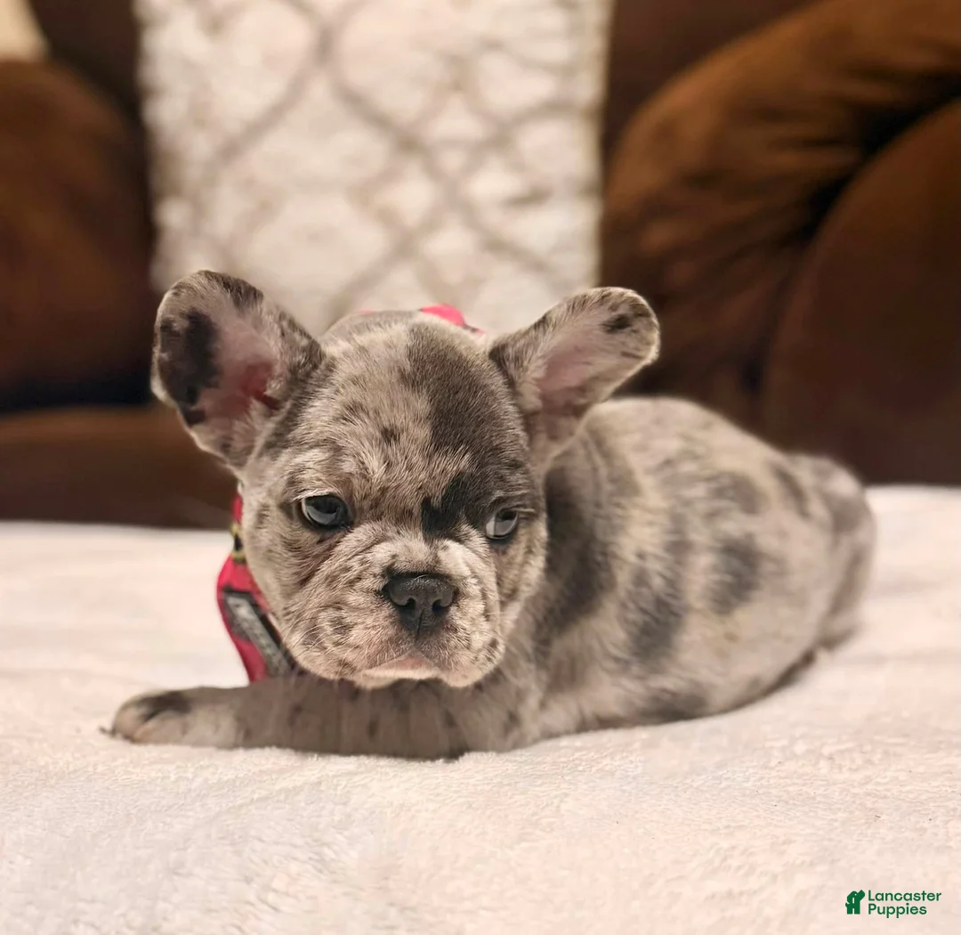 French Bulldog dogs for sale: 4 - Blue Merle Female - Ad 3