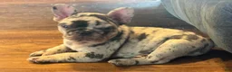 French Bulldog dogs for sale: Pops - Ad 4