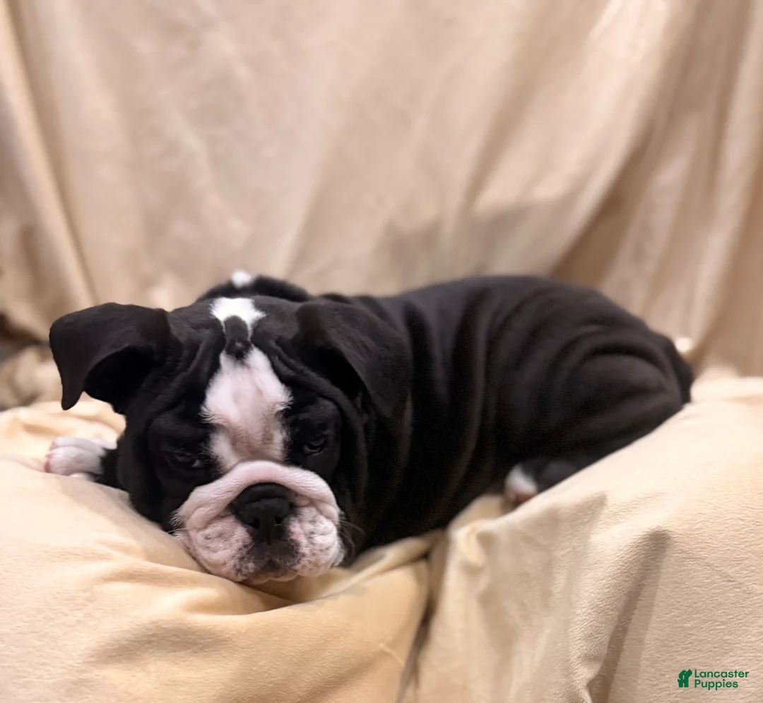 English Bulldog dogs for sale: Cindy Lou  - Ad 4