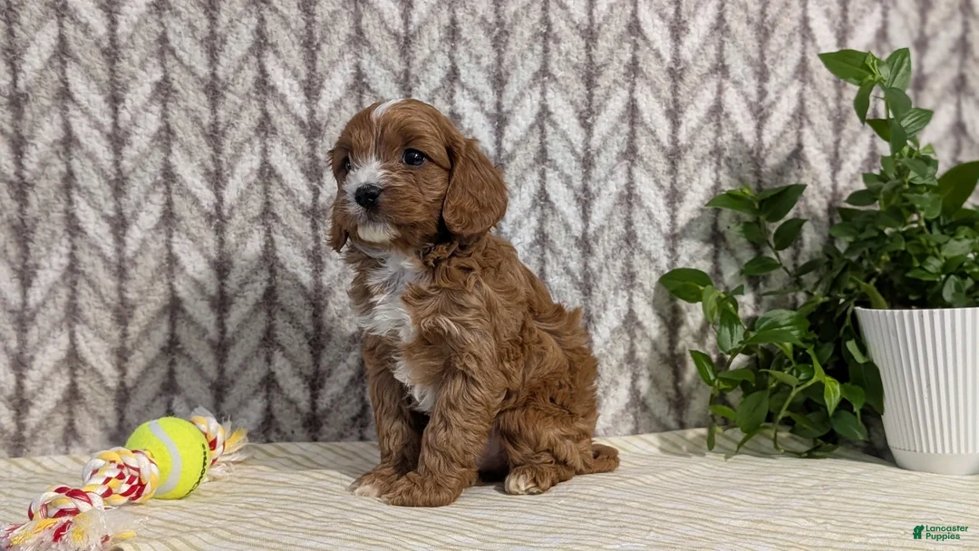 Cavapoo dogs for sale: Arlo - Ad 12