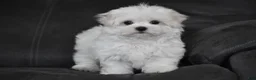 Maltese dogs for sale: Teddy - Ad 11